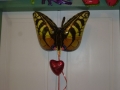 Folien-Ballon-Schmetterling-mit-Herz